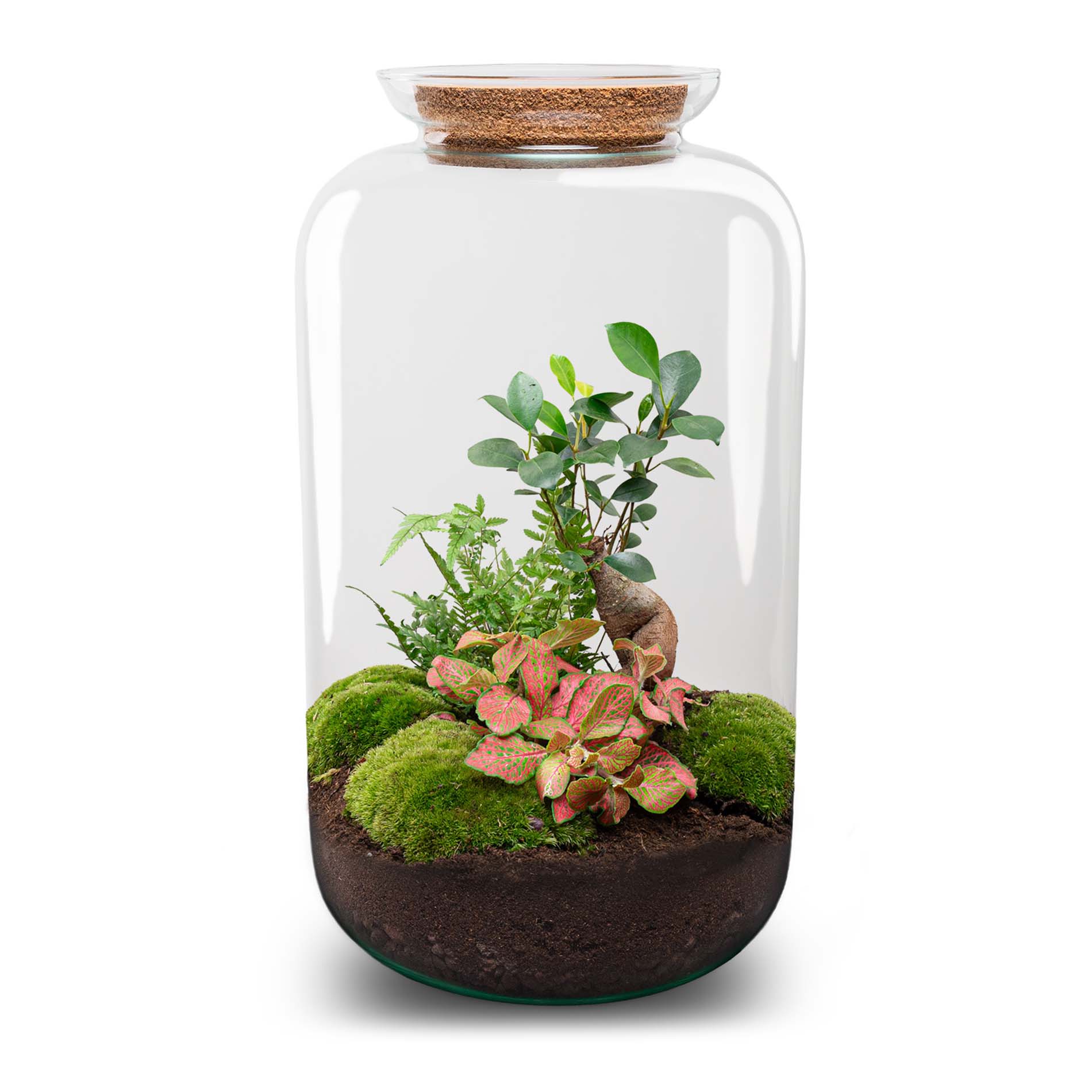 Terrarium DIY Kit Sven Ginseng Bonsai XL Bottle Garden with Light 43cm Tall - Afanaya